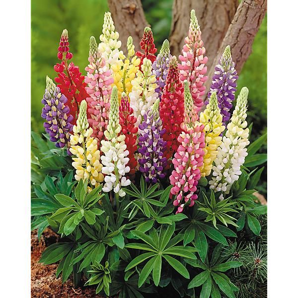 LUPIN de RUSSEL STRAIN MIX