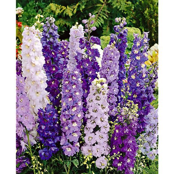 DELPHINIUM ou PIED d’ALOUETTE VIVACE F1 GUARDIAN MIX