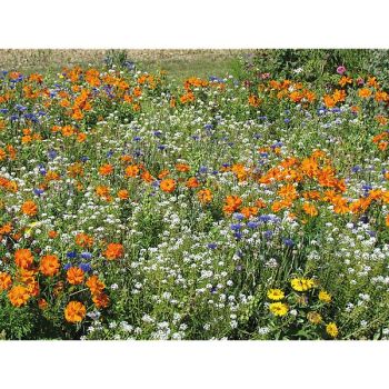 MÉLANGE MINI-TAPIS MELLIFÈRE