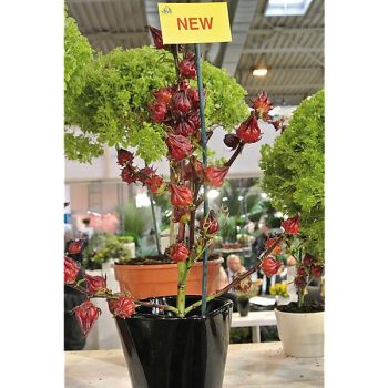 BISSAP ou OSEILLE de GUINÉE ou INDIAN SORREL ou ROSELLE...