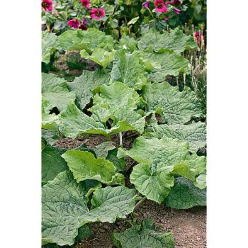 BARDANE GÉANTE (arctium lappa)