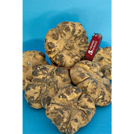 JICAMA (pachyrhizus erosus)