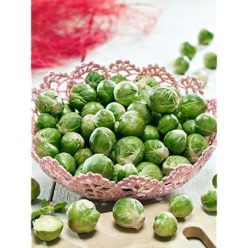 CHOU de BRUXELLES F1 ATTIS