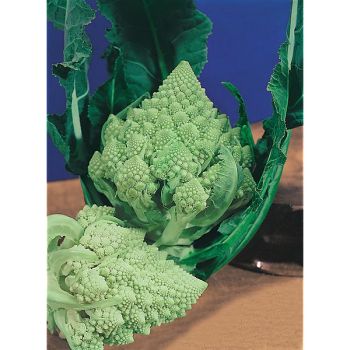 CHOU-FLEUR romanesco NATALINO