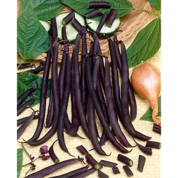 HARICOT nain mangetout  PURPLE QUEEN Bio