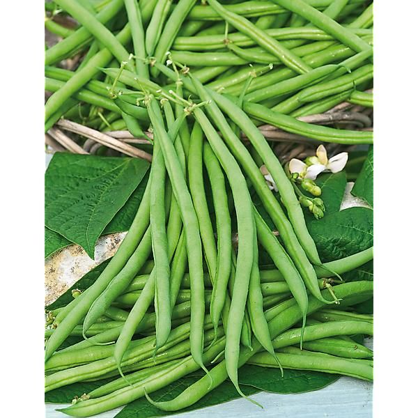 HARICOT nain mangetout CASTANDEL
