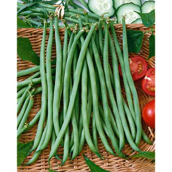 HARICOT nain filet mangetout SOLIMAN Bio