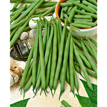 HARICOT nain mangetout LARMA