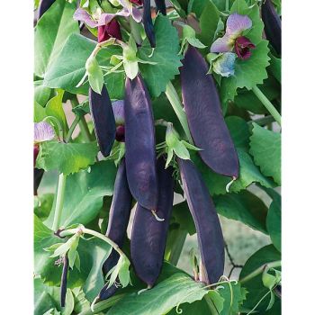 POIS mangetout ramant PURPLE MAGNOLIA