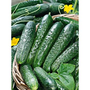 CONCOMBRE POINSETT 76