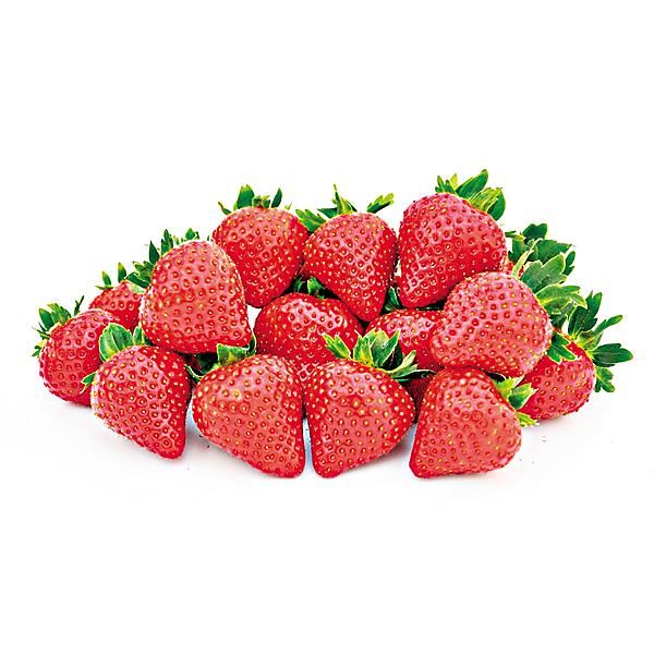 FRAISIER FLORICE