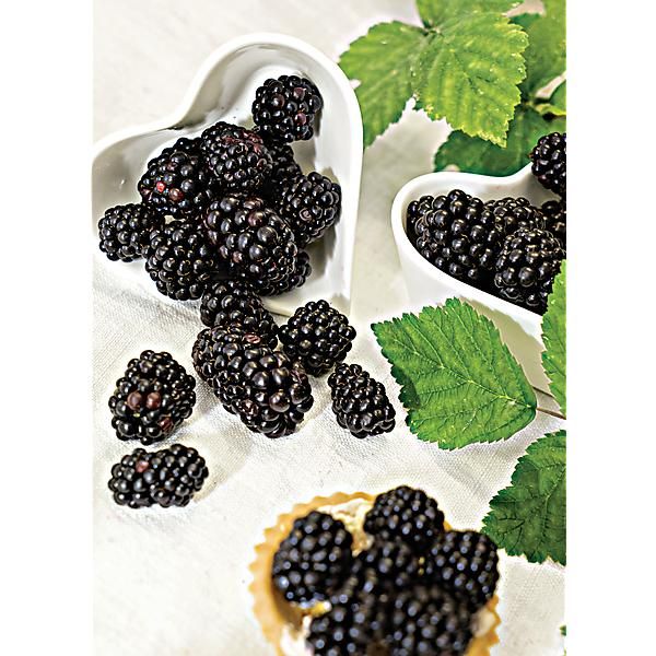 MÛRIER nain LITTLE BLACK PRINCE®