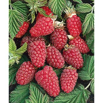 MÛRIER-FRAMBOISIER ou MÛROISE LOGANBERRY