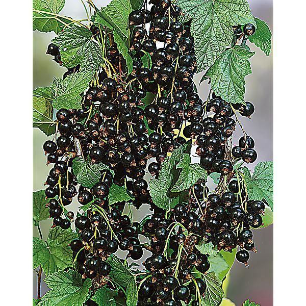 CASSISSIER nain LITTLE BLACK SUGAR®