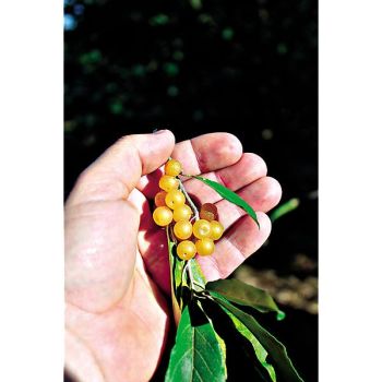 DUO GOUMIS POINTILLA® 2