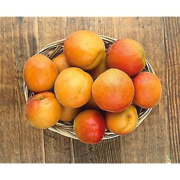 ABRICOTIER HARLAYNE 2