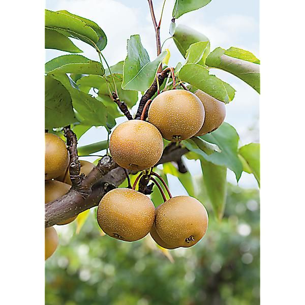 NASHI pyrifolia CHOJURO