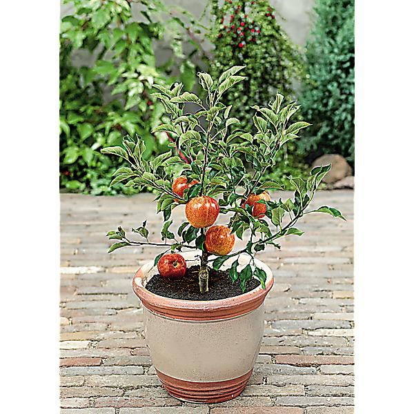 POMMIER SUN RED®