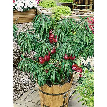 NECTARINIER GARDEN BEAUTY®