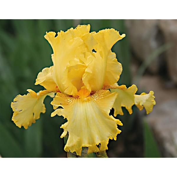 IRIS SPIRIT of MEMPHIS