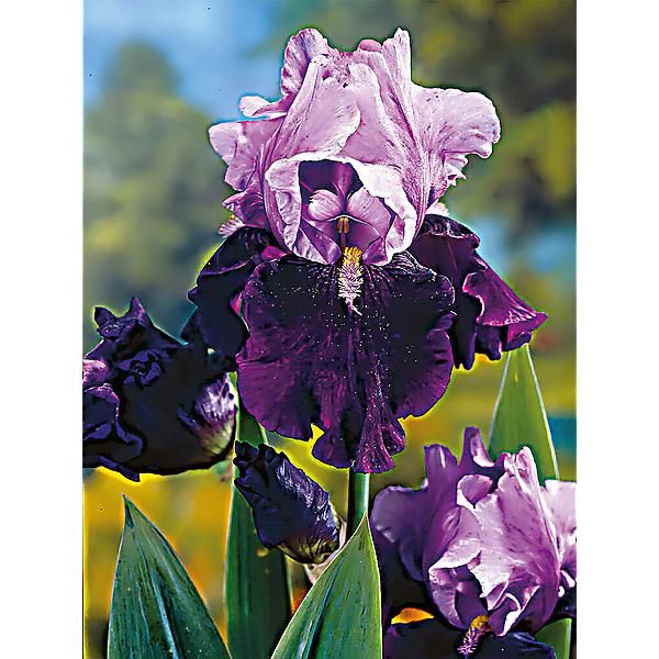 IRIS BLUE BIRD WINE