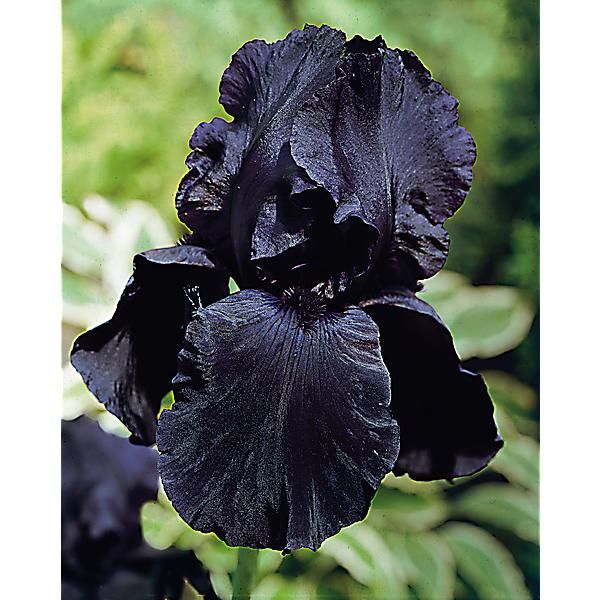 IRIS BLACK DRAGON