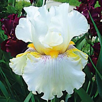 IRIS GOLD KIST