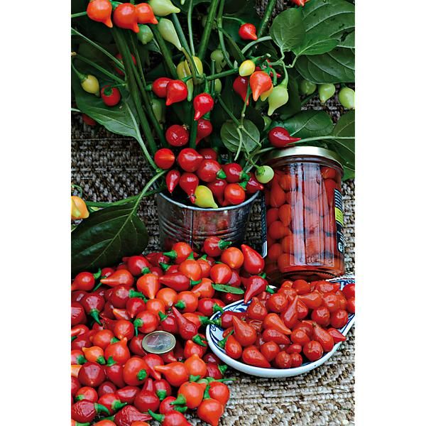 PIMENT BIQUINHO ROUGE dit petit bec (capsicum chinense)