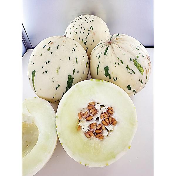 MELON F1 SNOW LEOPARD