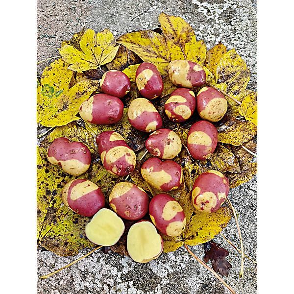 POMME de TERRE WAHOU Bio