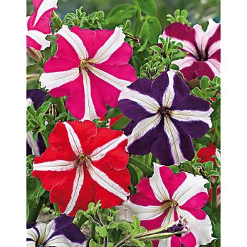 PÉTUNIA multiflora F2 STAR MIX
