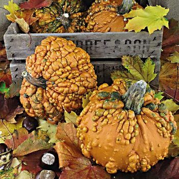 CITROUILLE F1 ZOMBIE