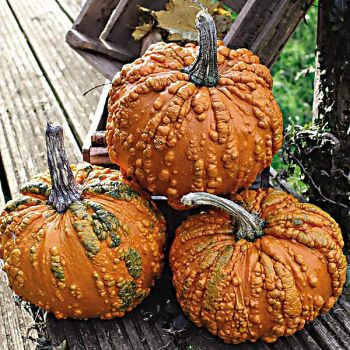 CITROUILLE F1 ZOMBIE 2