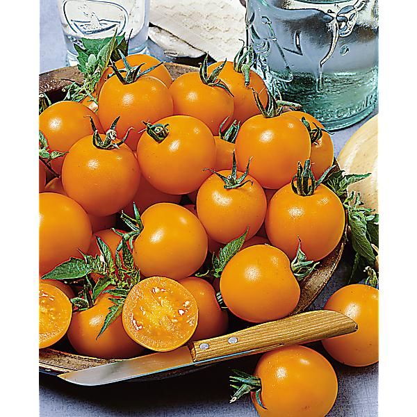TOMATE F1 SOLFEGGIO