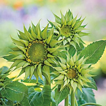 TOURNESOL F1 SUNFILL™ GREEN