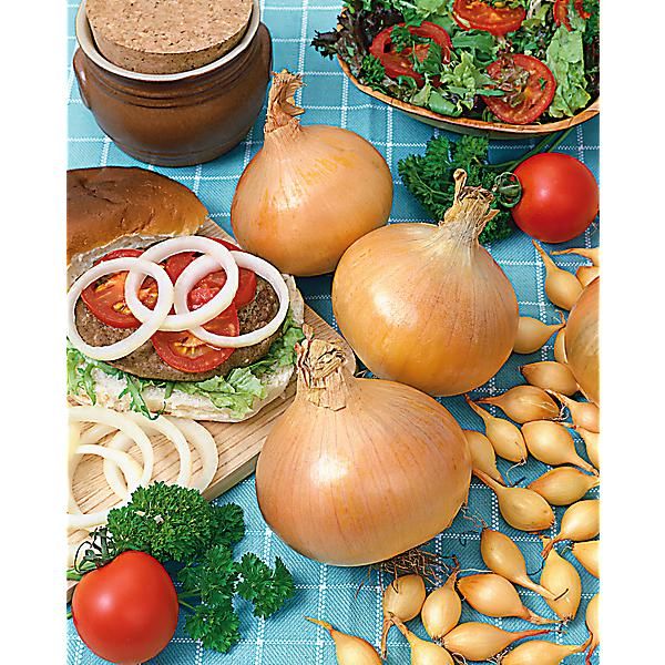 OIGNON ZEFA WÄDENSWILL