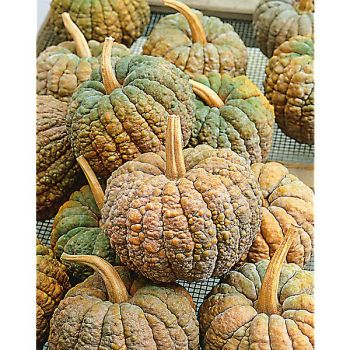 COURGE musquée HIDEMI