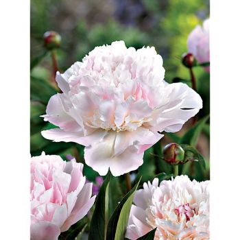 PIVOINE HERBACÉE de JARDIN ALERTIE