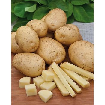 POMME de TERRE POPEILLE