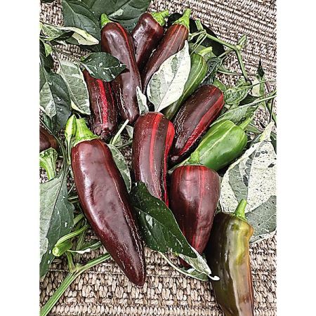 POIVRON F1 MOCHA SWIRL