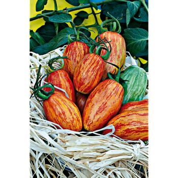 TOMATE SWEET CASADY 2