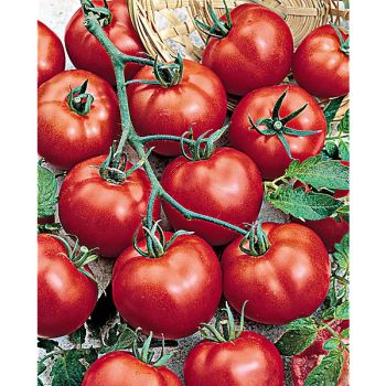 TOMATE F1 HARZFEUER 2