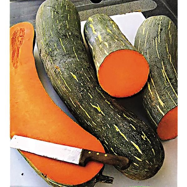 COURGE musquée VESUVIANA