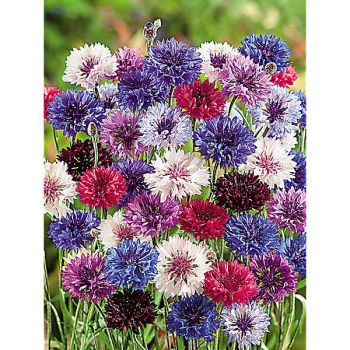 CENTAURÉE BLEUET DOUBLE EARLY VICTORY MIX