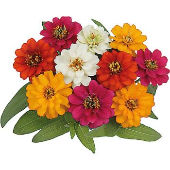 ZINNIA PROFUSION DOUBLE MIX