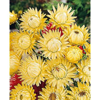 IMMORTELLE à BRACTÉES LEMON YELLOW