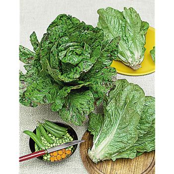 LAITUE romaine FRECKLES