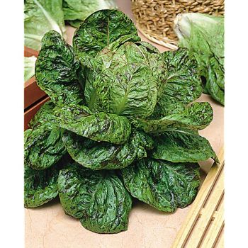 LAITUE romaine FRECKLES 2