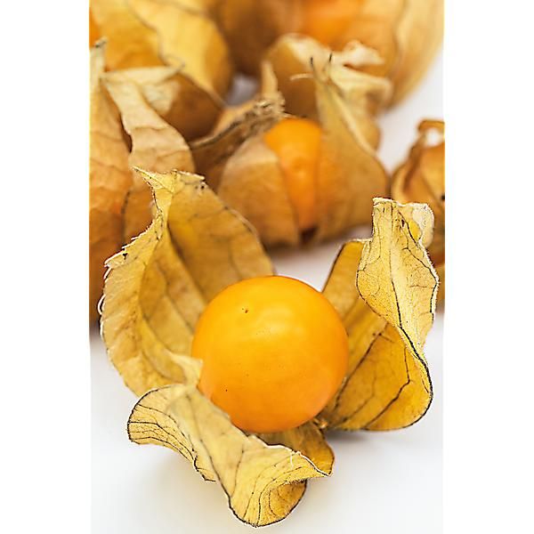 COQUERET du PÉROU GOLDITA (physalis peruviana)