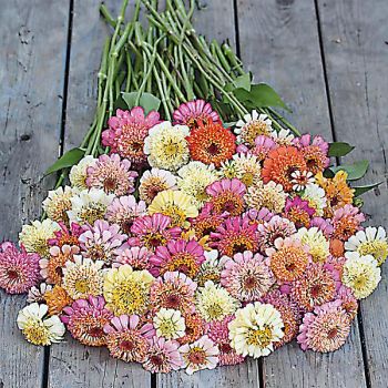 ZINNIA ROMANTIC MIX